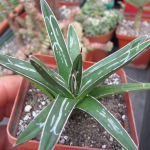 Agava victoria reginae  *Minor*