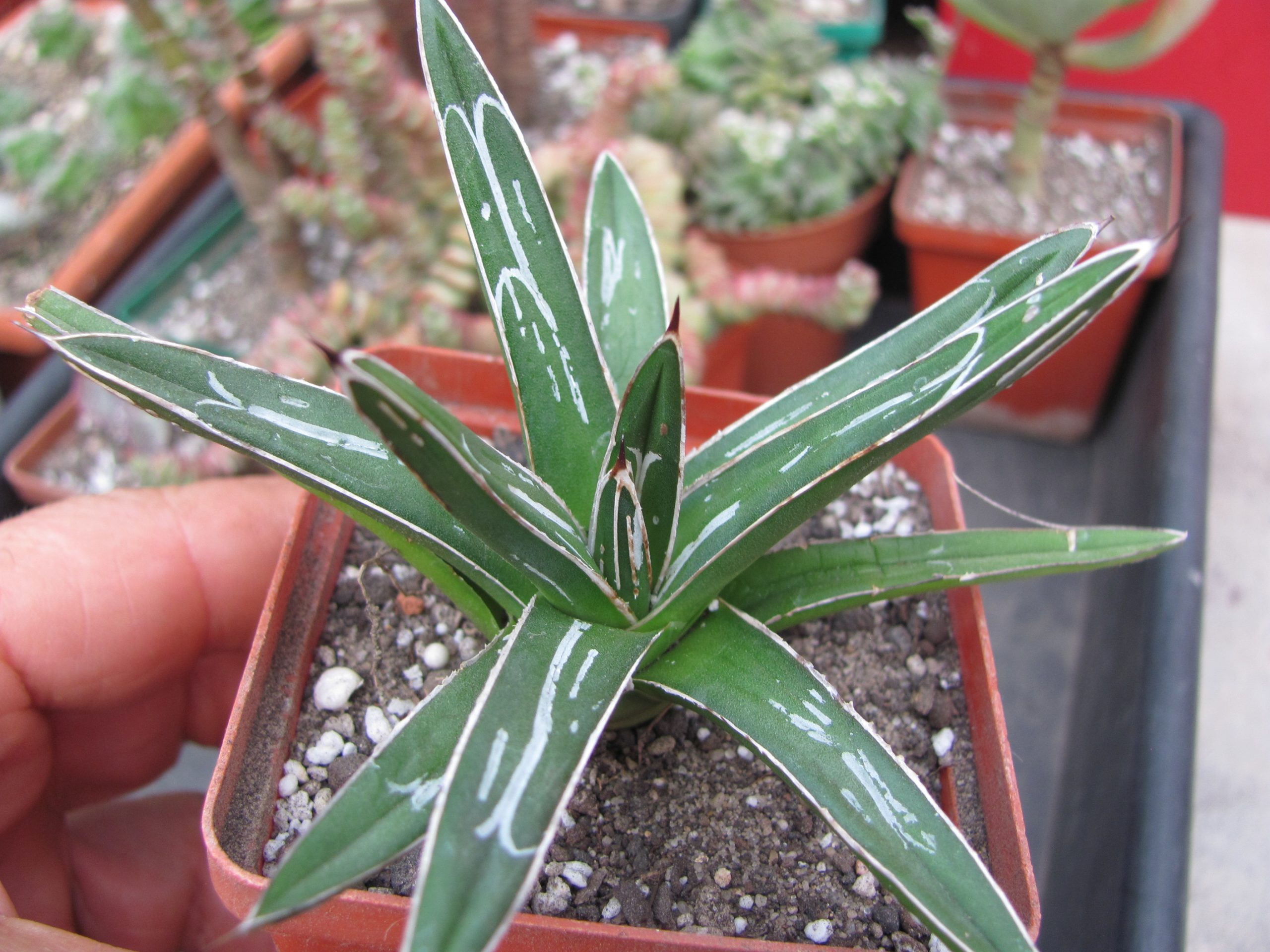 Agava victoria reginae  *Minor*