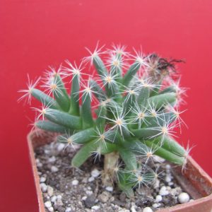 Trichodiadema densum