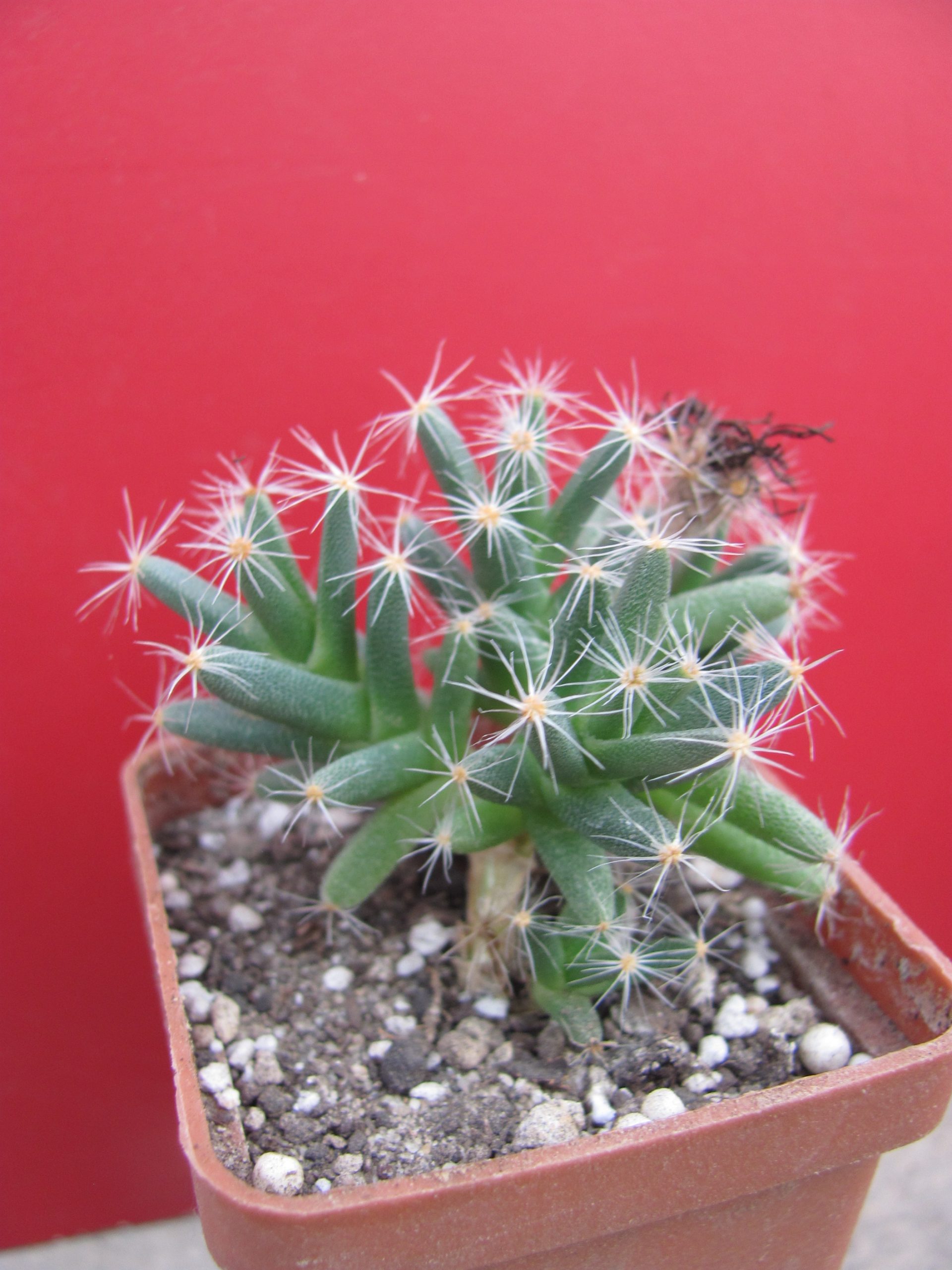 Trichodiadema densum
