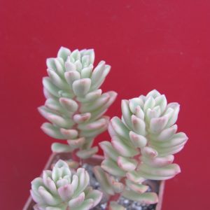 Sedum Joyce Tulloch variegata