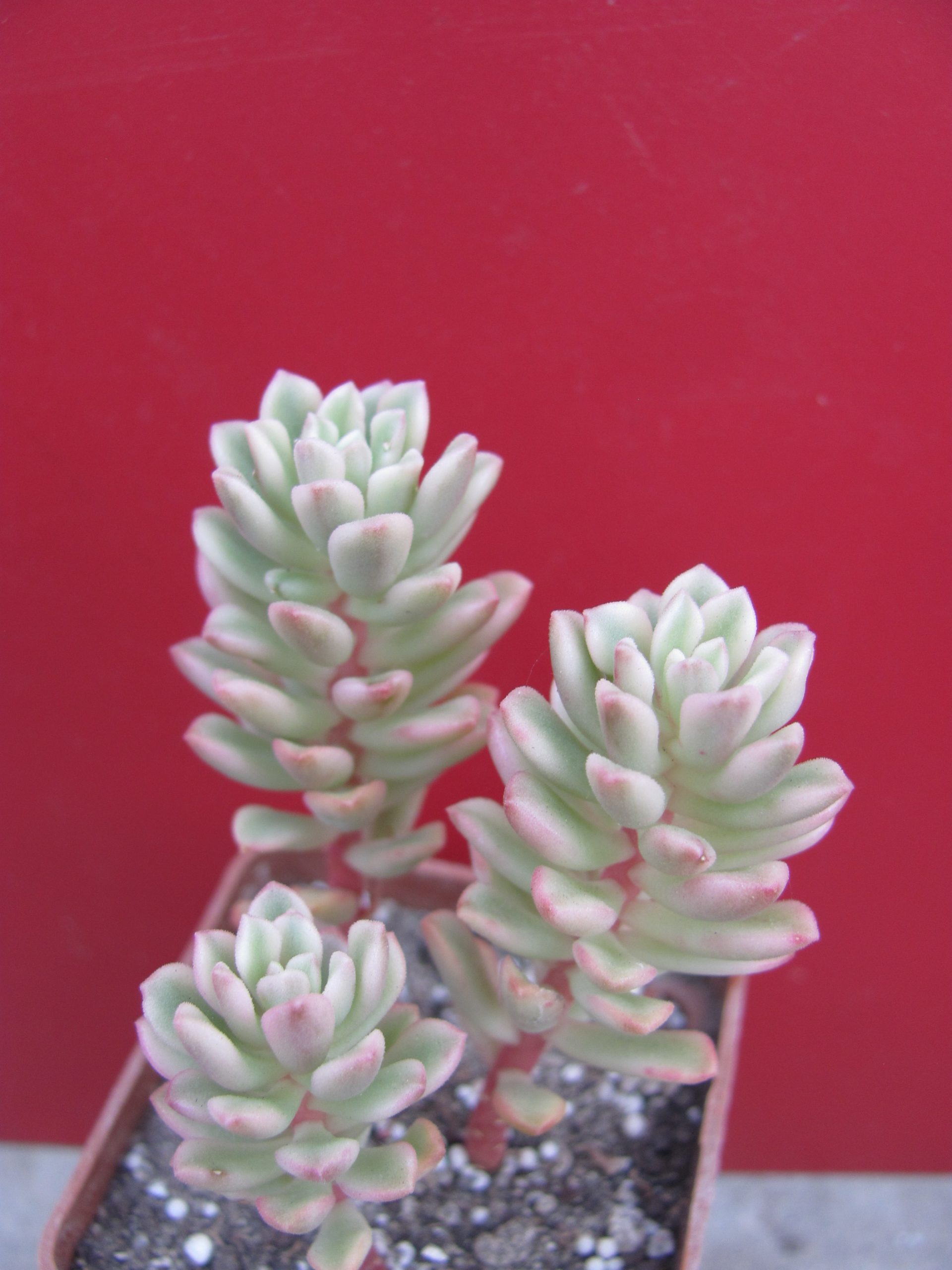 Sedum Joyce Tulloch variegata