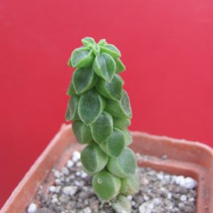 Peperomia columella