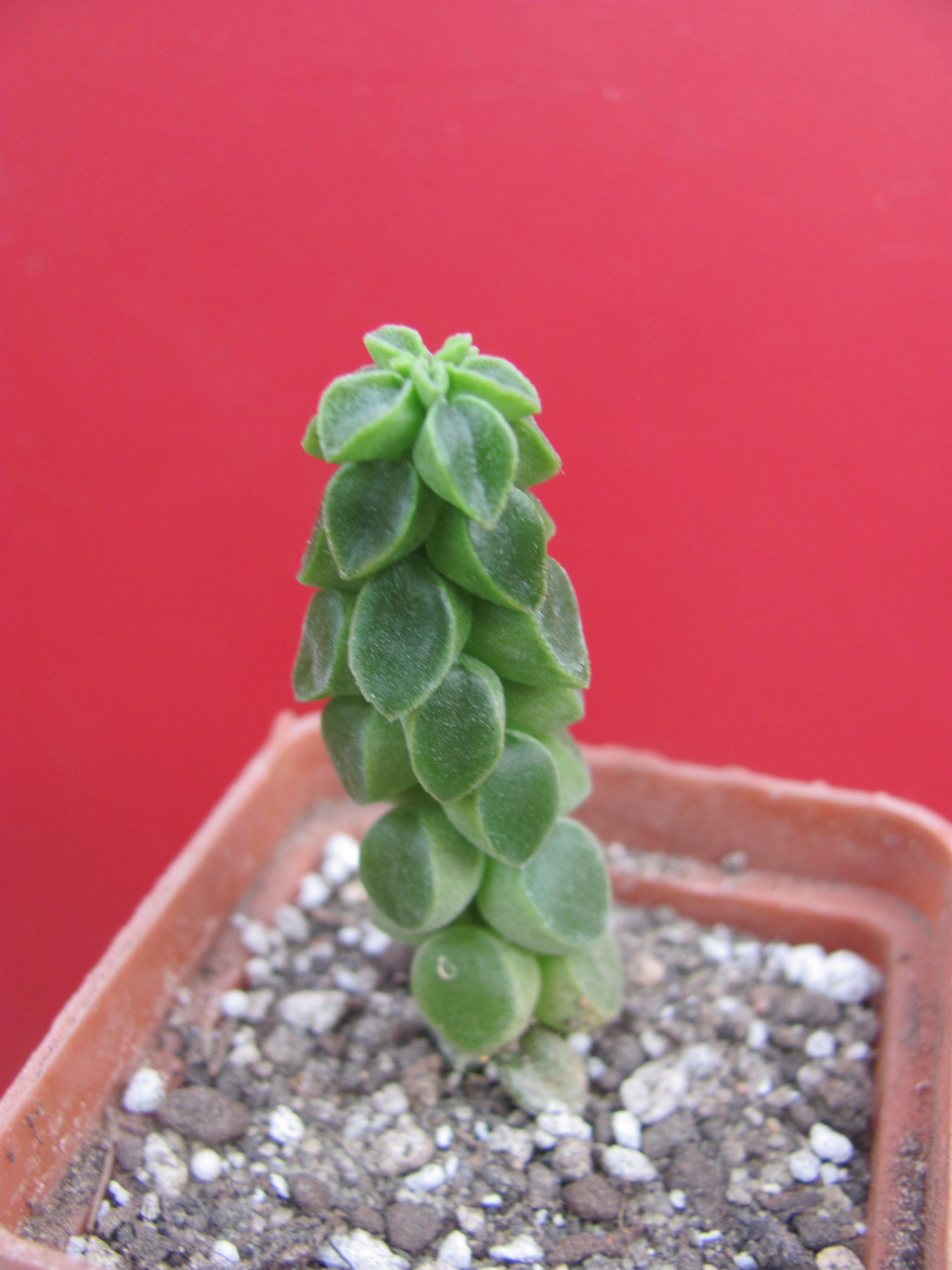 Peperomia columella
