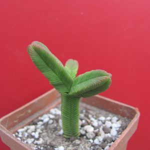 Crassula pyramidalis