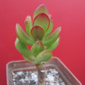 Crassula ovata *HOBBIT*