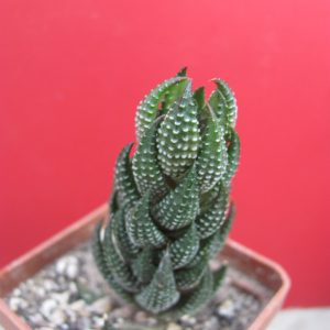 Haworthia reinwardtii