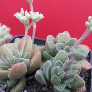 Crassula hybr.