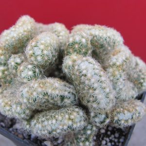 Mammillaria elongata cristata
