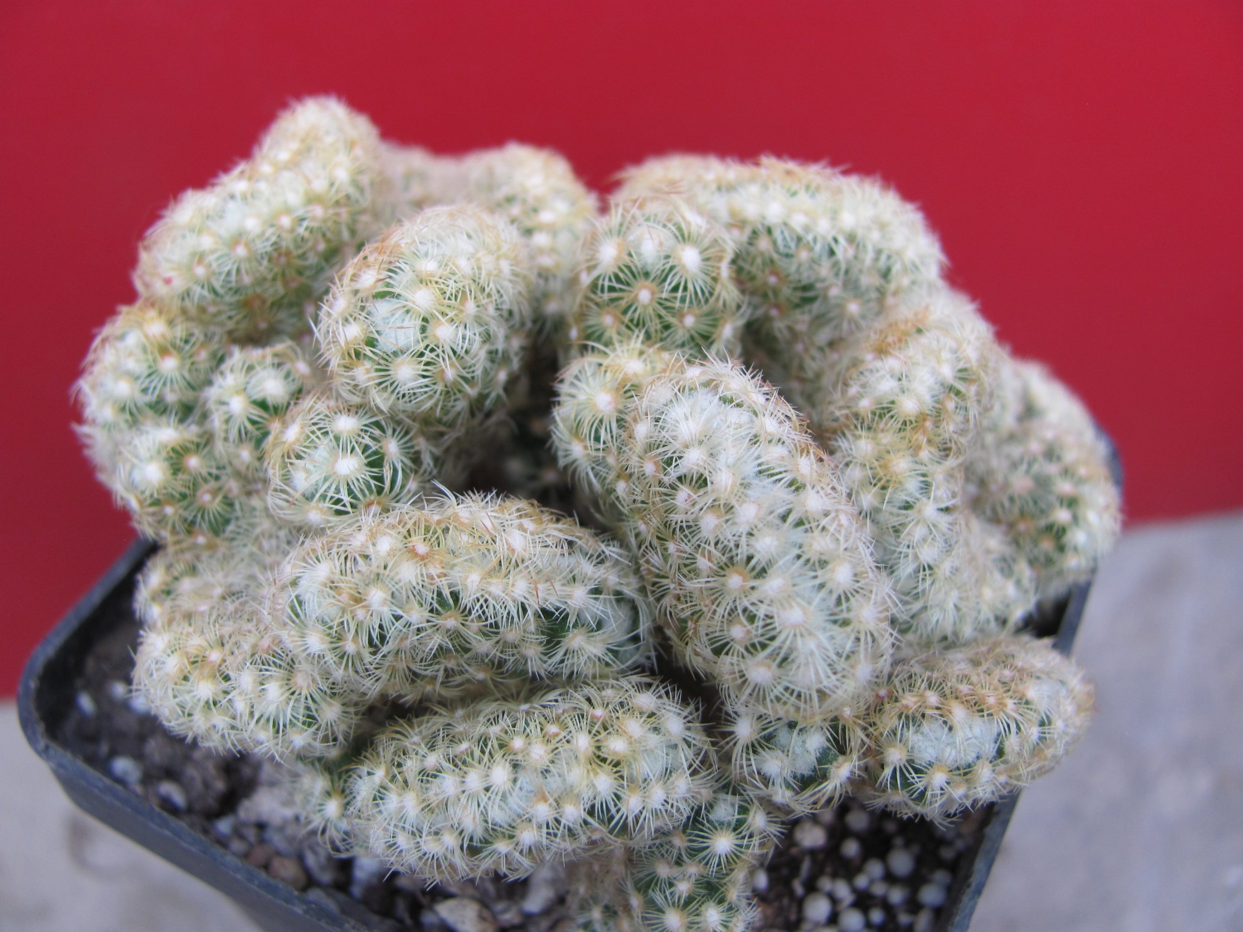Mammillaria elongata cristata