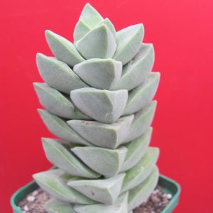 Crassula moonglow