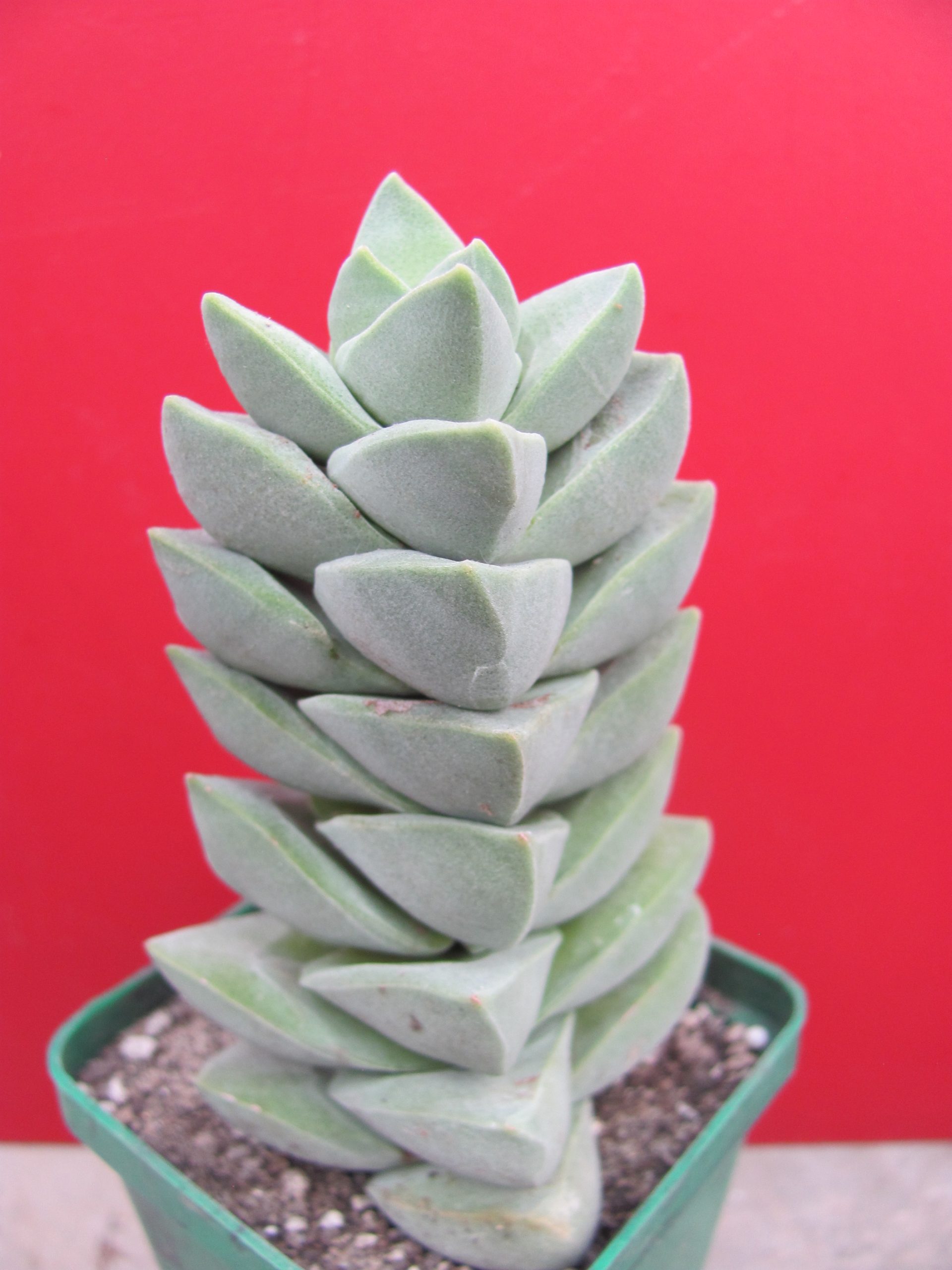 Crassula moonglow