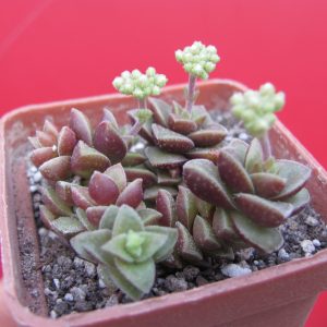 Crassula hybr.