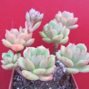 Echeveria Pudgy
