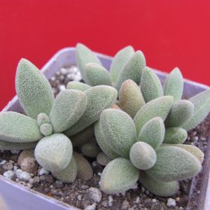 Crassula  namaguensis