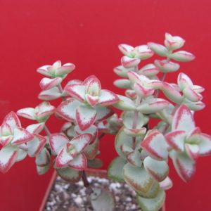 Crassula perforata *Aiboshi*