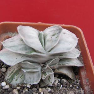 Gasteria  Sat Sato no Matsu