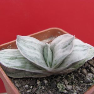 Gasteria Sat Sato no Matsu