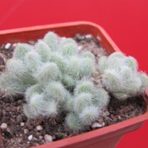 Sedum hintonii