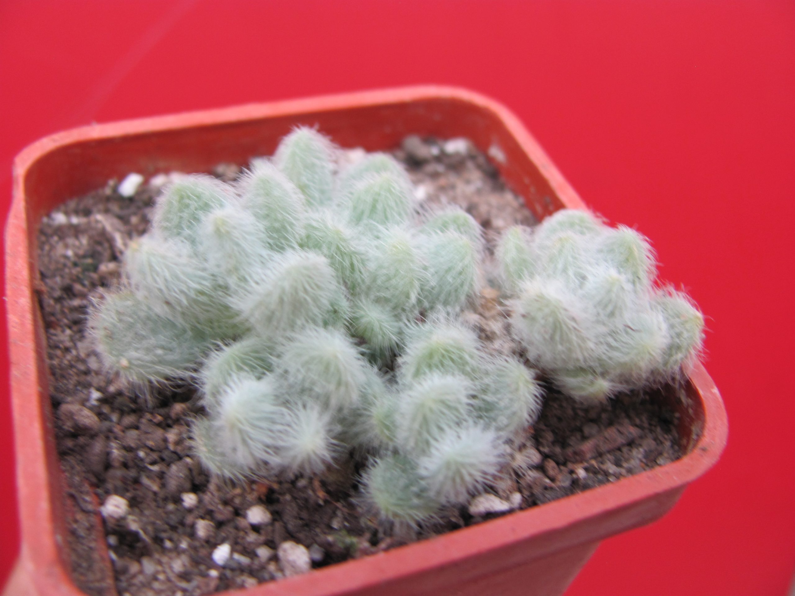 Sedum hintonii