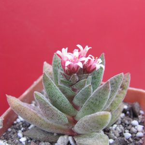 Crassula Justi -corderoyi