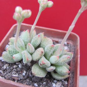 Crassula ausensis