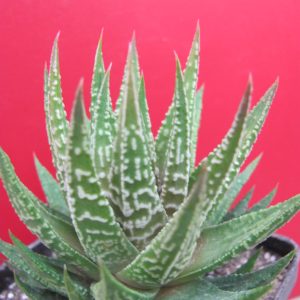 Haworthia limifolia hybr.   Japan