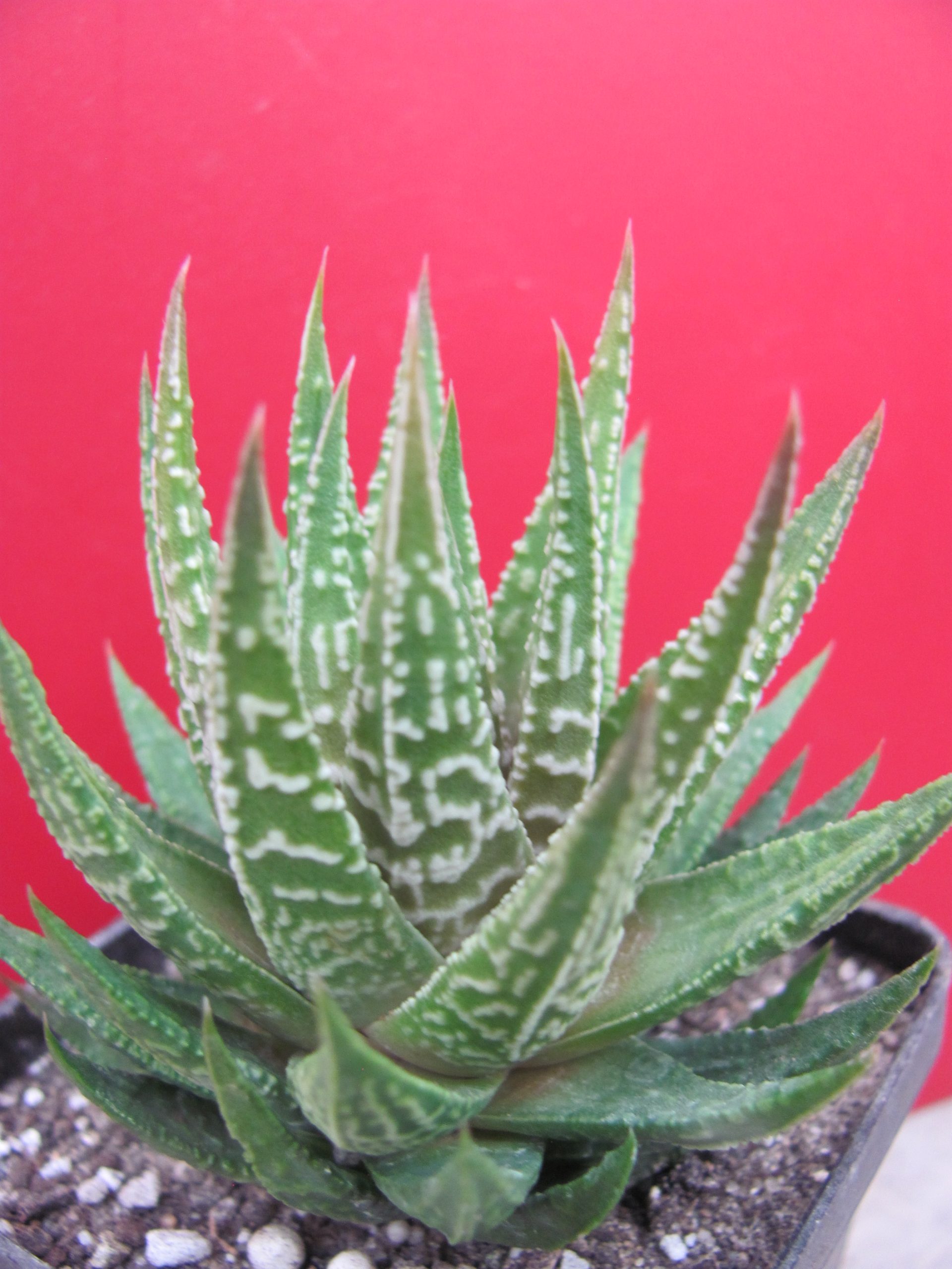 Haworthia limifolia hybr.   Japan