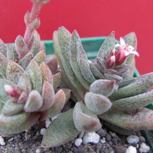 Crassula Justi - corderoyi