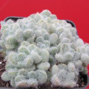Sedum hintonii