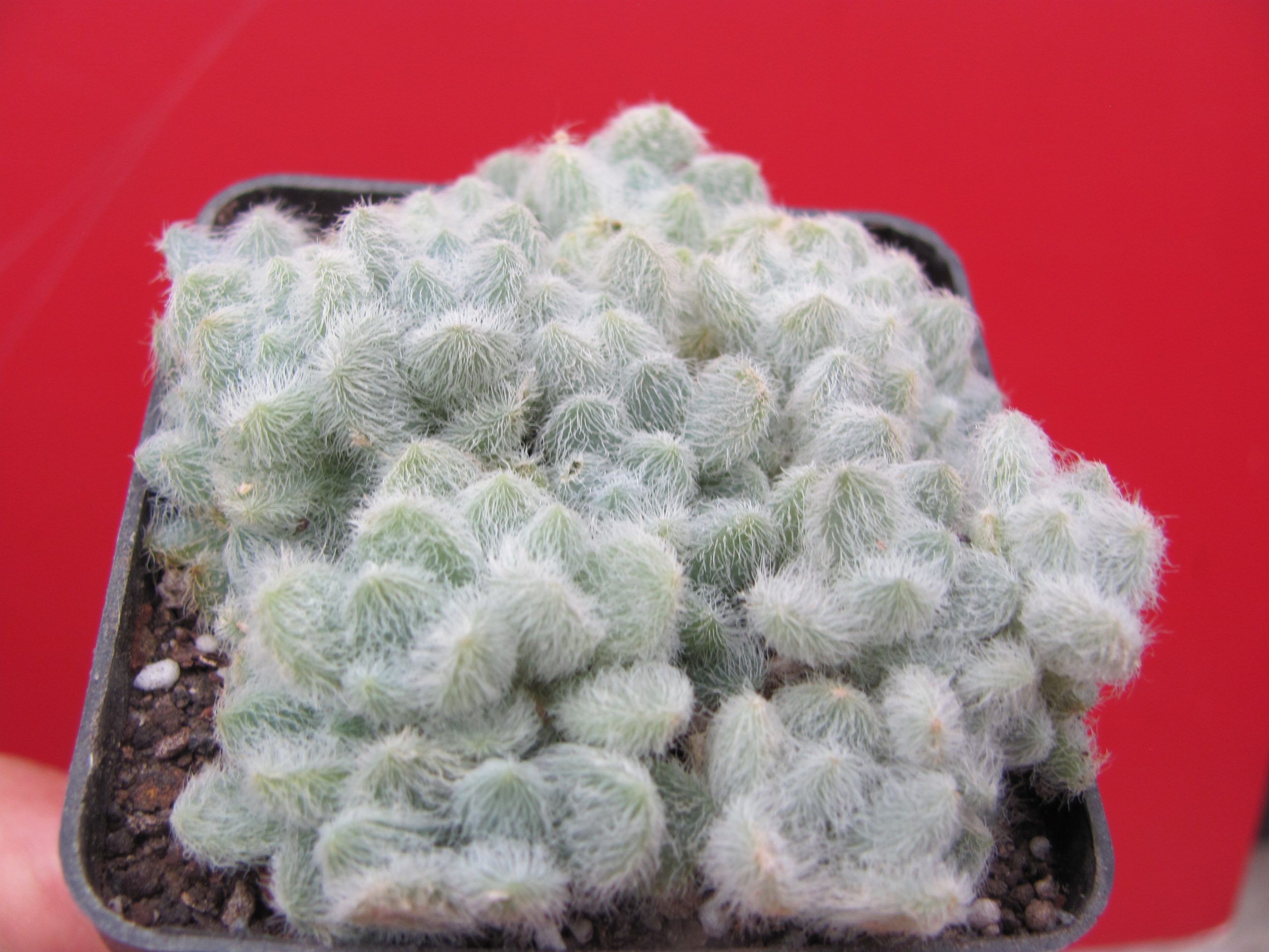 Sedum hintonii