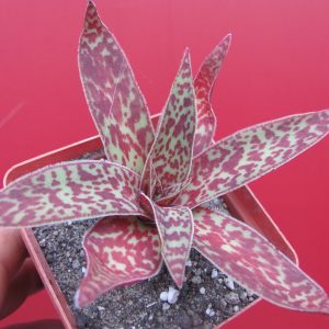 Crassula alba