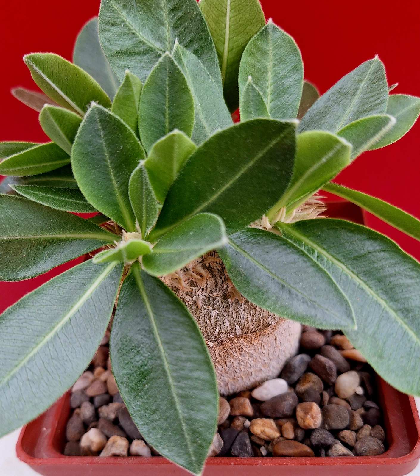 Pachypodium brevicaule