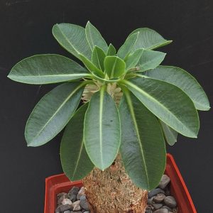 Pachypodium brevicaule