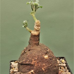 Pterodiscus-speciosus.