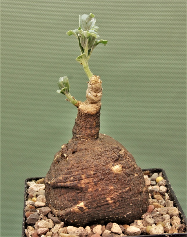 Pterodiscus-speciosus.