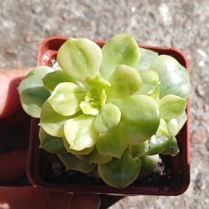 Sedeveria Rolly f variegata