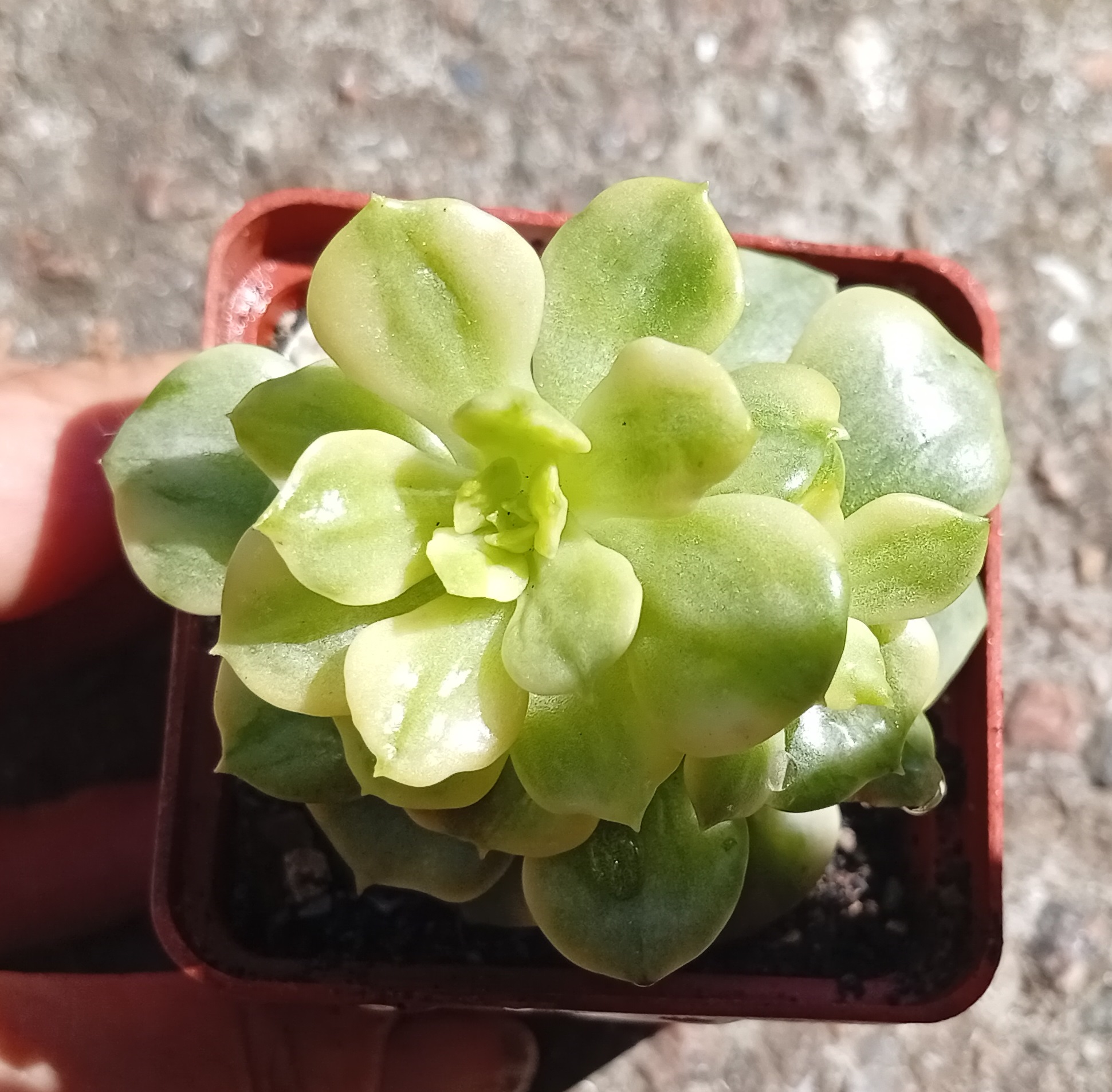 Sedeveria Rolly f variegata