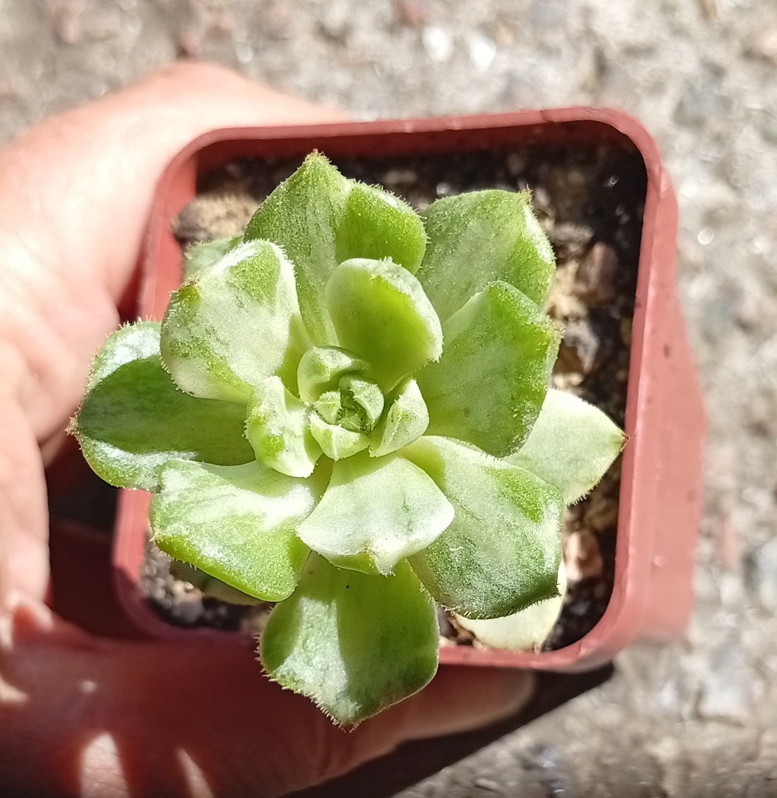 Sedeveria letizia f variegata