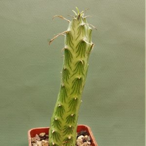 Senecio-butleri-1