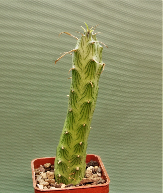 Senecio-butleri-1