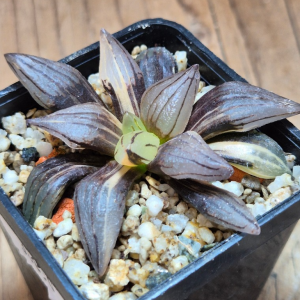 VVG36050 Haworthia atrofusca ‘Watermelon’ f.variegata