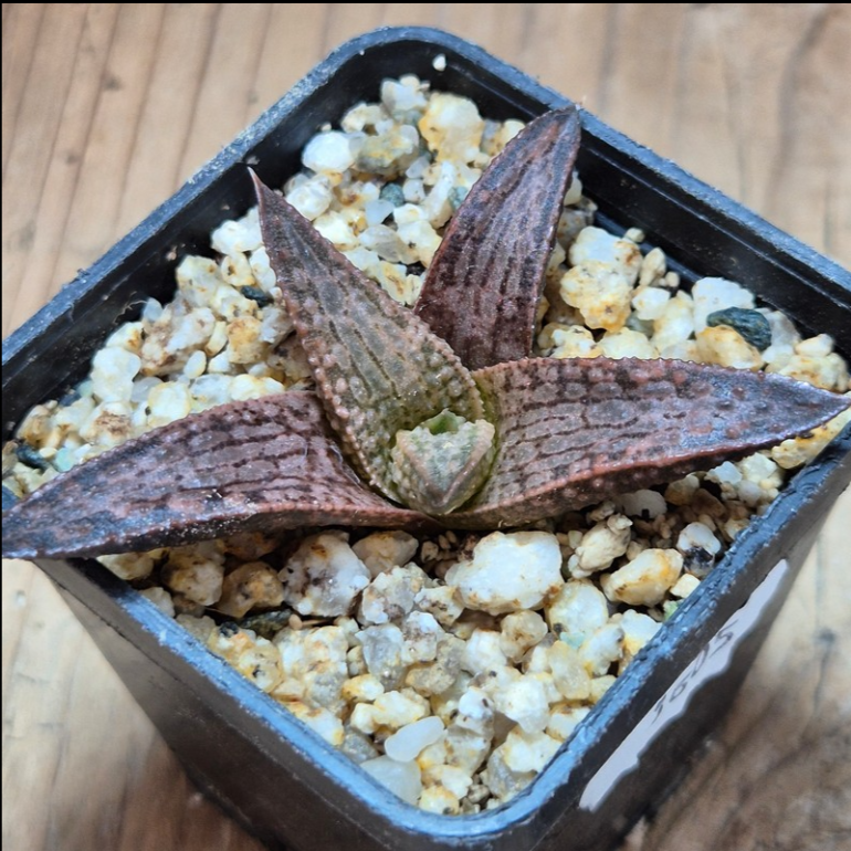 VVG36051 Haworthia ‘White Kintaikyo’ cutting