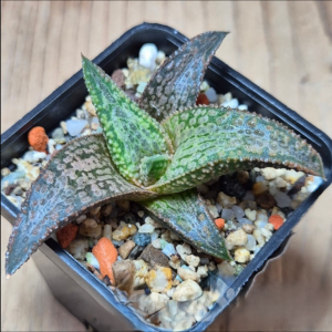 VVG36051 Haworthia ‘White Kintaikyo’ cutting