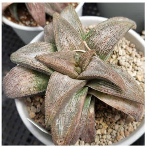 VVG36052 Haworthia ‘Sulphur’ cutting