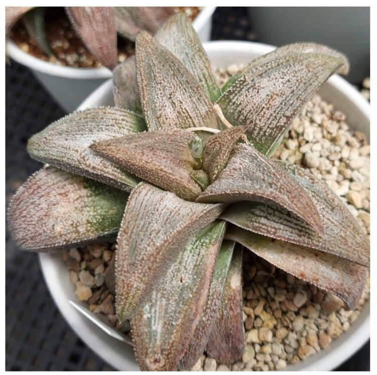 VVG36052 Haworthia ‘Sulphur’ cutting