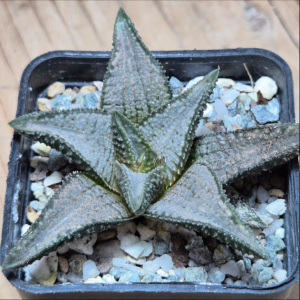 VVG37253 Haworthia koelmaniorum ‘Silver Tarantula’
