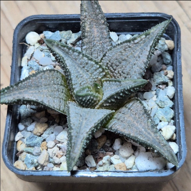 VVG37253 Haworthia koelmaniorum ‘Silver Tarantula’_