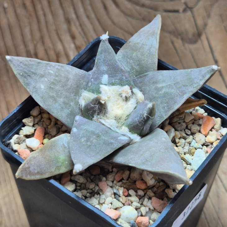 VVG37258 Ariocarpus retusus власні корені , вік 10 років