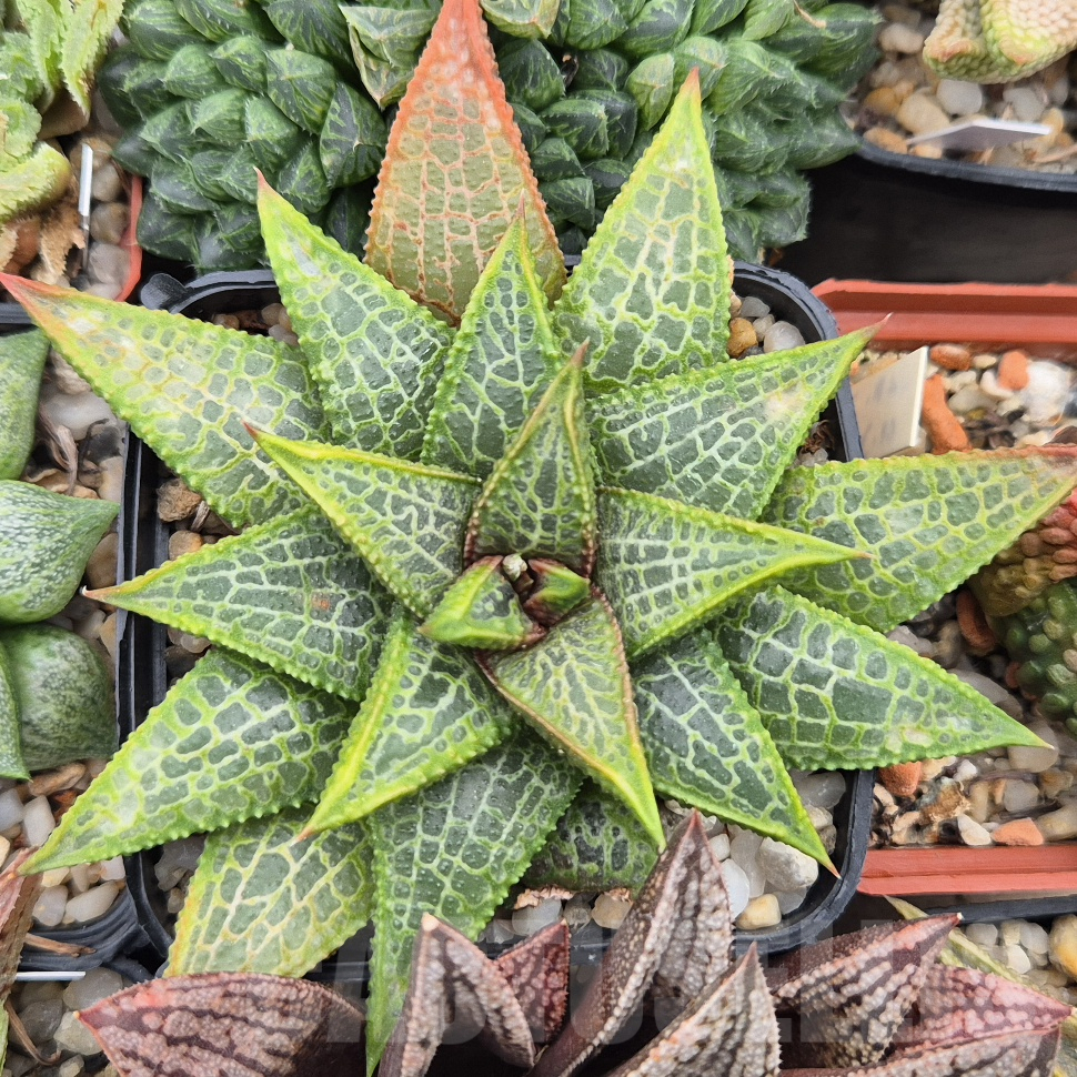 VVG37770 Haworthia koelmaniorum x tesselata F2 cutting